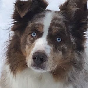 Meet your Posher, Betty